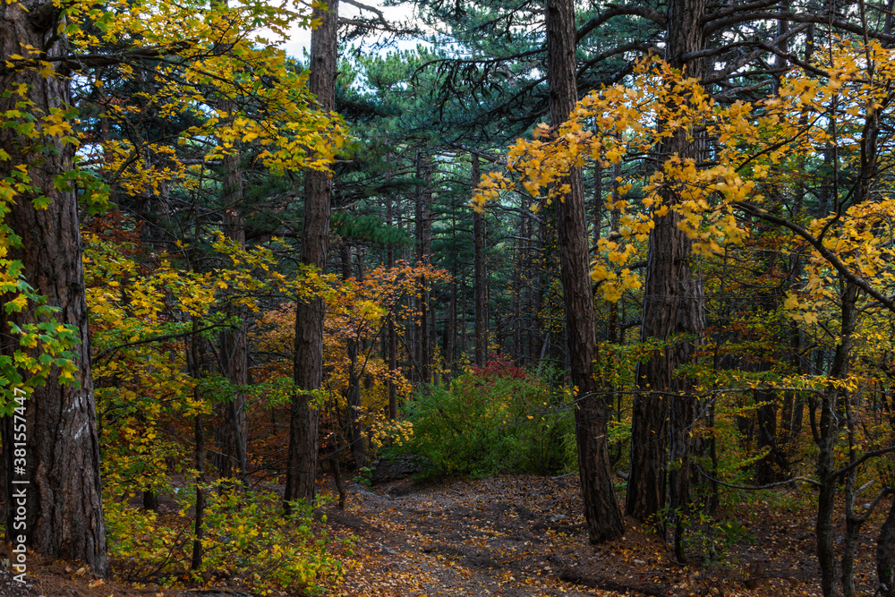 Fototapeta premium Autumn mixed forest. Forest of deciduous and pine trees. Yellow, orange, green, red shades of foliage. Dense impenetrable forest. Tall tree trunks. Autumn natural background.