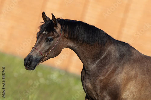 Portrait of a young chestnut arabian horse closeup
