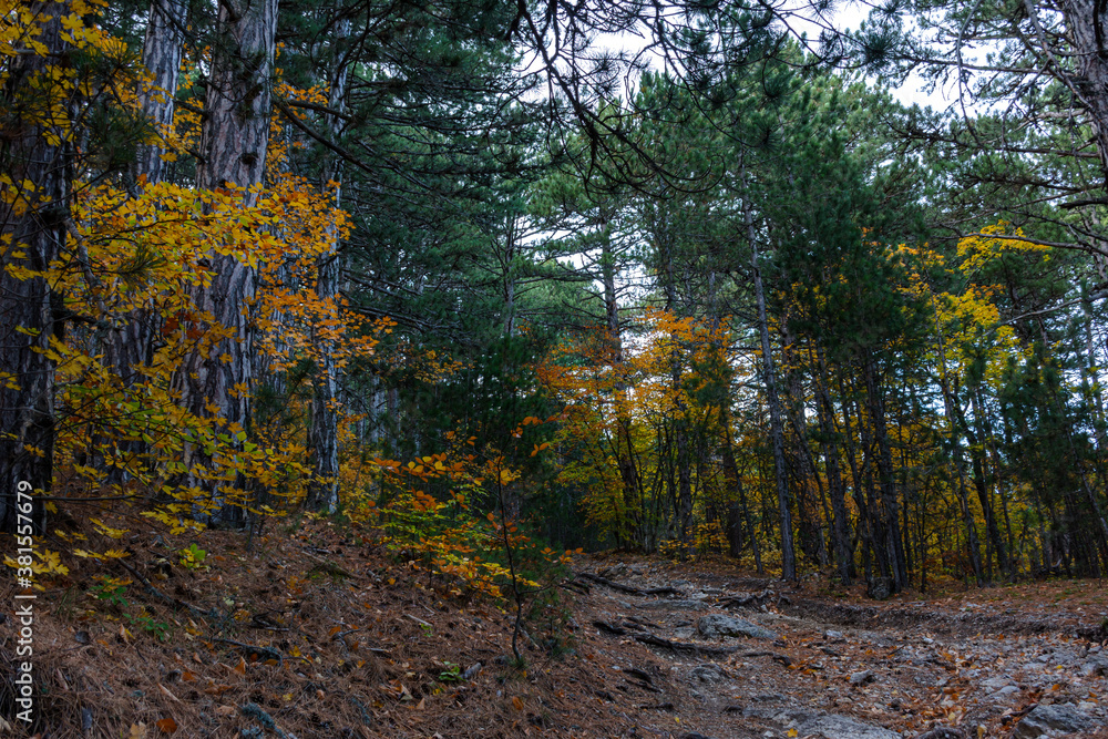 Obraz premium Autumn mixed forest. Forest of deciduous and pine trees. Yellow, orange, green, red shades of foliage. Dense impenetrable forest. Tall tree trunks. Autumn natural background.