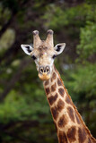 The South African giraffe or Cape giraffe (Giraffa giraffa giraffa), portrait male with battered horns. Portrait of a male giraffe with green background.