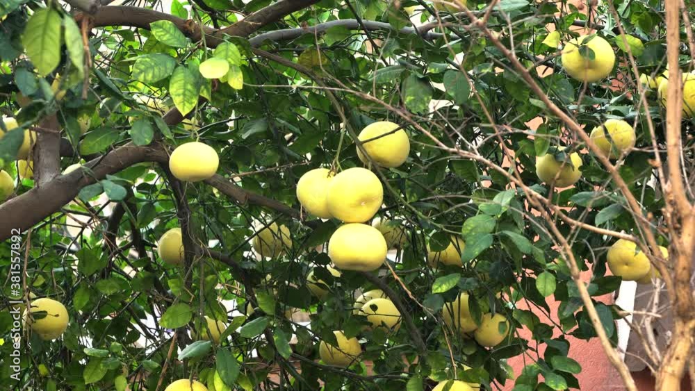 Pamela or pomelo fruits (Citrus maxima, Citrus grandis) on the tree on green foliage background. 4K Pamela or pomelo fruits (Citrus maxima, Citrus grandis) on the tree on green foliage background. 4K