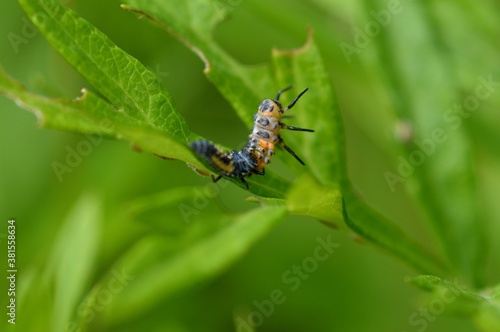 ナナホシテントウの幼虫が脱皮して蛹になるところ © photolife95