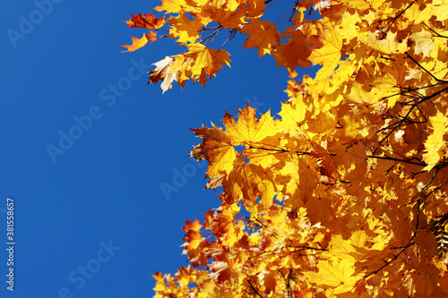 Golden autumn leaves on a maple tree against a bright blue Sunny sky and space for text on the left. Indian summer. Space for text. Warm September. Autumn background.