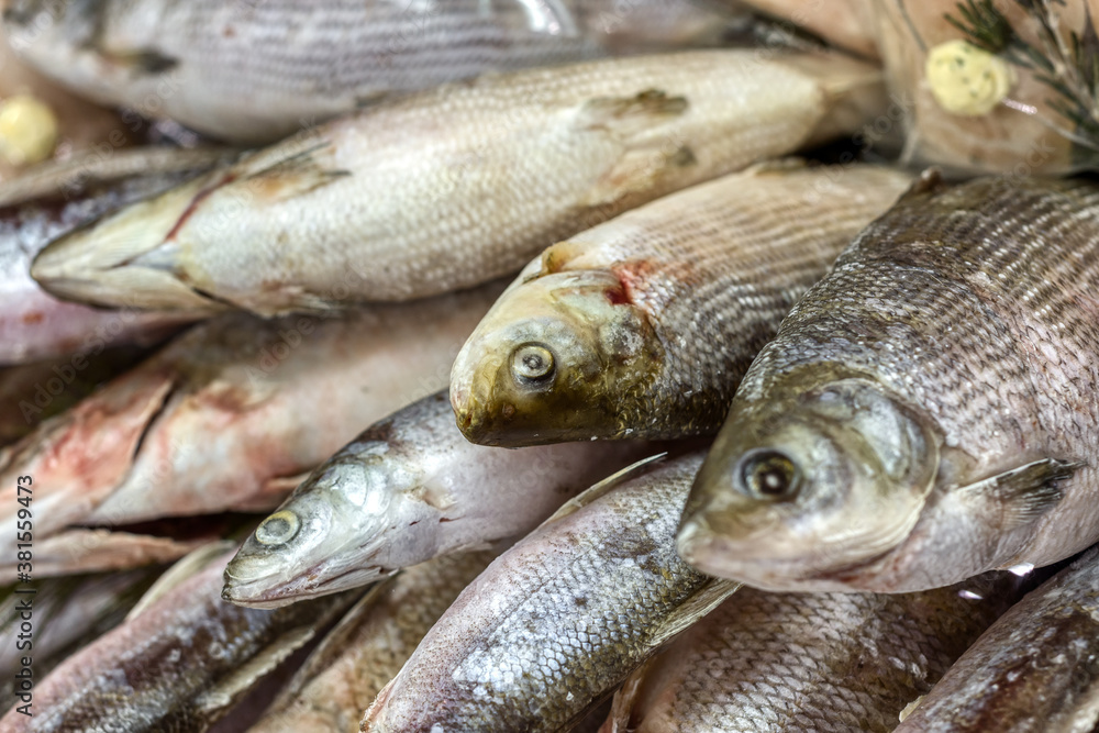 A large pile of freshly frozen fish on a store counter.