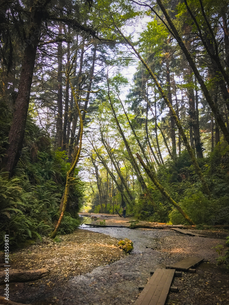 Fototapeta premium Fern Canyon, State Park, City of Orick, California, USA. Fern Canyon is a Fern Canyon is a canyon in the Prairie Creek Redwoods State Park in Humboldt County, California, western United States. 