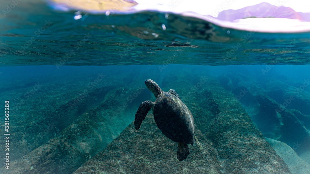 Hawaiian Green Sea Turtles Swim through Beautiful Waters
