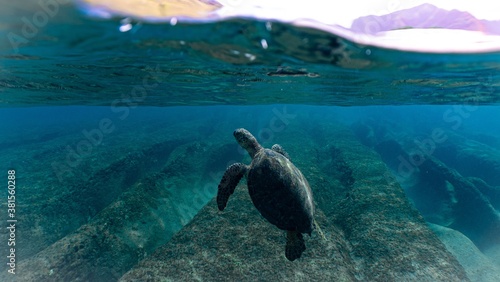 Hawaiian Green Sea Turtles Swim through Beautiful Waters 