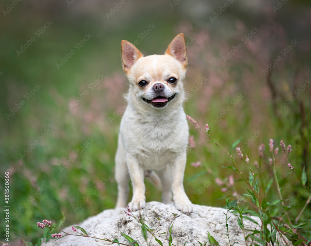 chihuahua in nature
