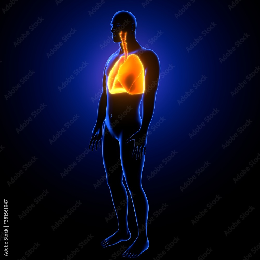 3d illustration of human body lungs anatomy 3d illustration of human body lungs anatomy
