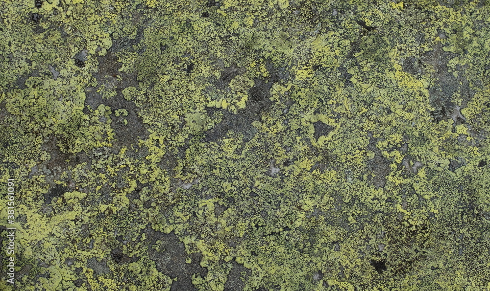 lichen on a stone background texture