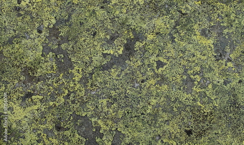 lichen on a stone background texture © Renat