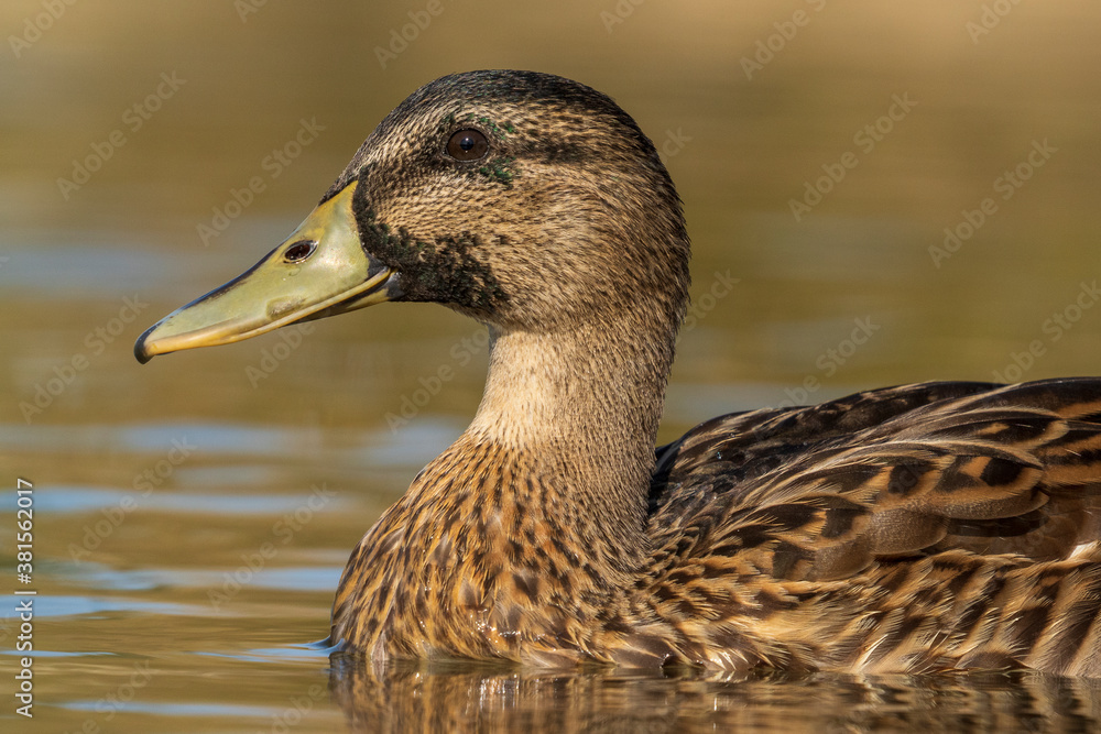 Mallard Anas platyrhynchos Costa Ballena Cadiz Mallard Anas platyrhynchos Costa Ballena Cadiz