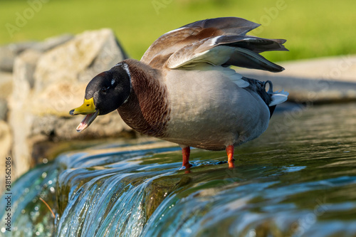 Mallard Anas platyrhynchos Costa Ballena Cadiz photo