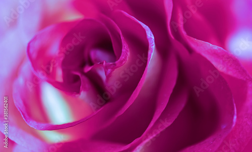 Soft focus  abstract floral background  purple rose flower. Macro flowers backdrop for holiday brand design