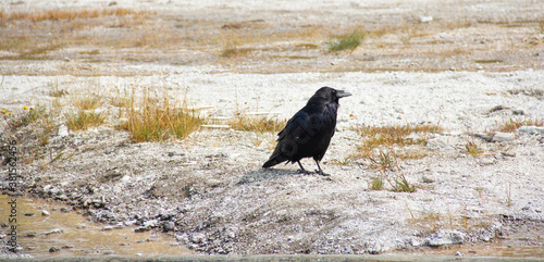 Raven on sand next to mud water in yellowstone