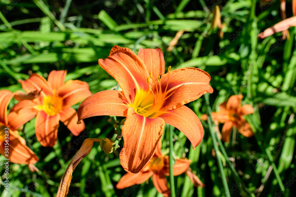 Many small vivid orange flowers of Lilium or Lily plant in a British cottage style garden in a sunny summer day, beautiful outdoor floral background photographed with soft focus. Many small vivid orange flowers of Lilium or Lily plant in a British cottage style garden in a sunny summer day, beautiful outdoor floral background photographed with soft focus.