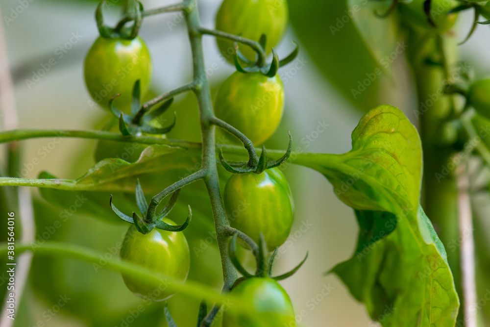Fresh lot of tomato hanging plants growing in greenhouse Fresh lot of tomato hanging plants growing in greenhouse