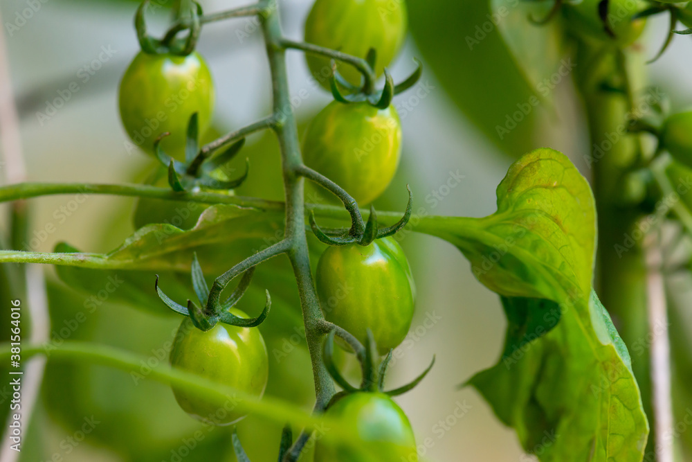 Fresh lot of tomato hanging  plants growing in greenhouse