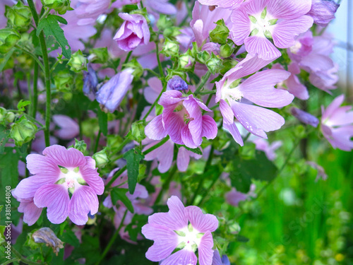 field malva (Malva sylvestris) blooms pink-purple flowers © Lumatis