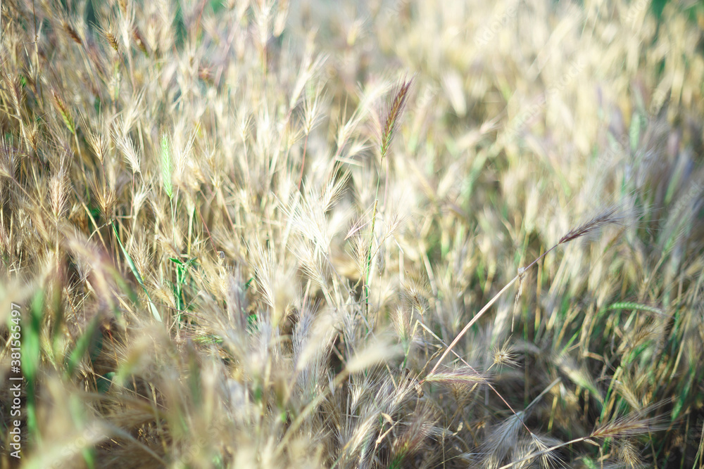 ears of wheat in the field selective focus, blur