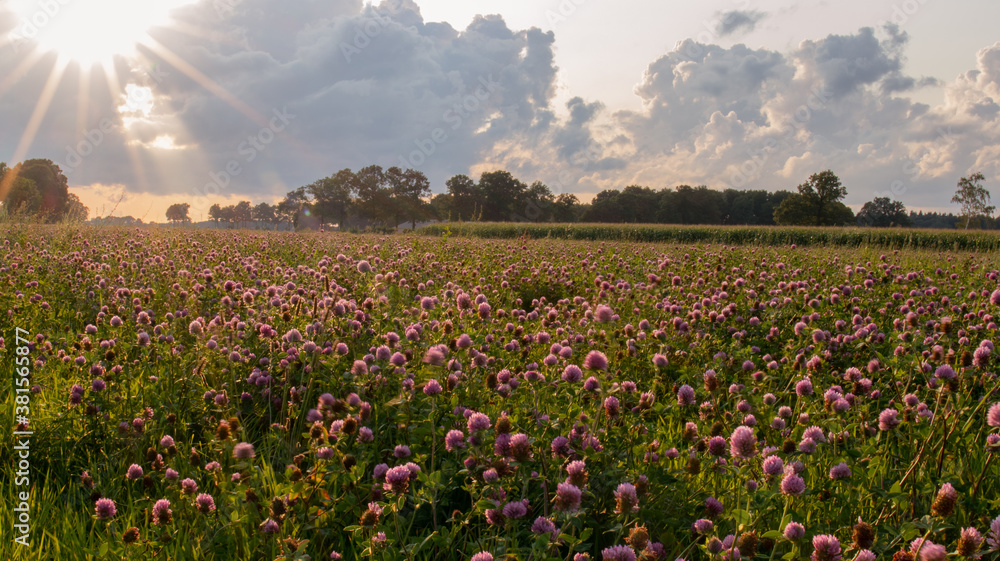 Field with red clover in evening sun