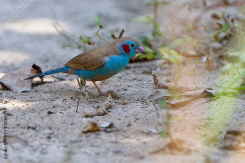 Canvas-taulu Red-cheeked Cordon Bleu (Uraeginthus bengalus), male collecting seed on the ground, Gambia