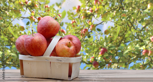 red apples in little basket on a wooden table in front of branch and foliage ...