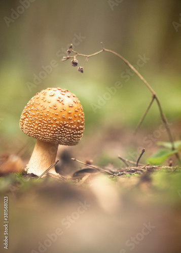 Treasure of nature
