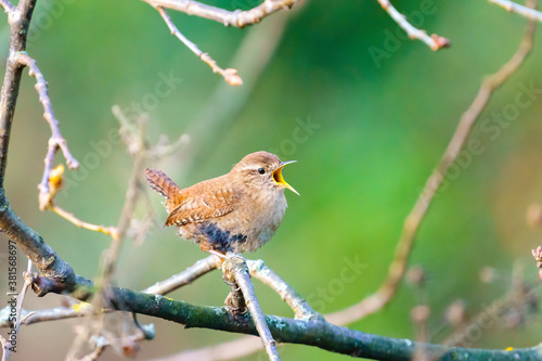 Wren (Troglodytes troglodytes) singing, taken in the UK