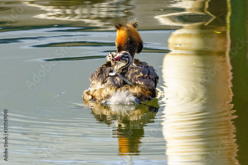 Great Crested Grebe (Podiceps cristatus) chicks on parent's back, taken in London photo