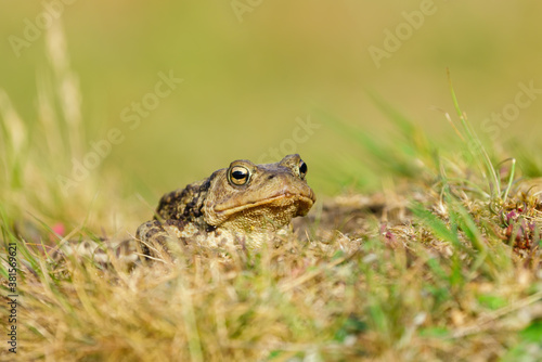 Common Toad (Bufo bufo) walking over a grassy mound, taken in London, England