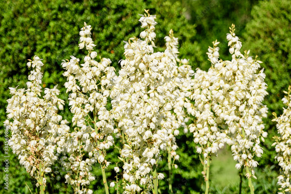 Many delicate white flowers of Yucca filamentosa plant, commonly known as Adam’s needle and thread, in a garden in a sunny summer day, beautiful outdoor floral background..
