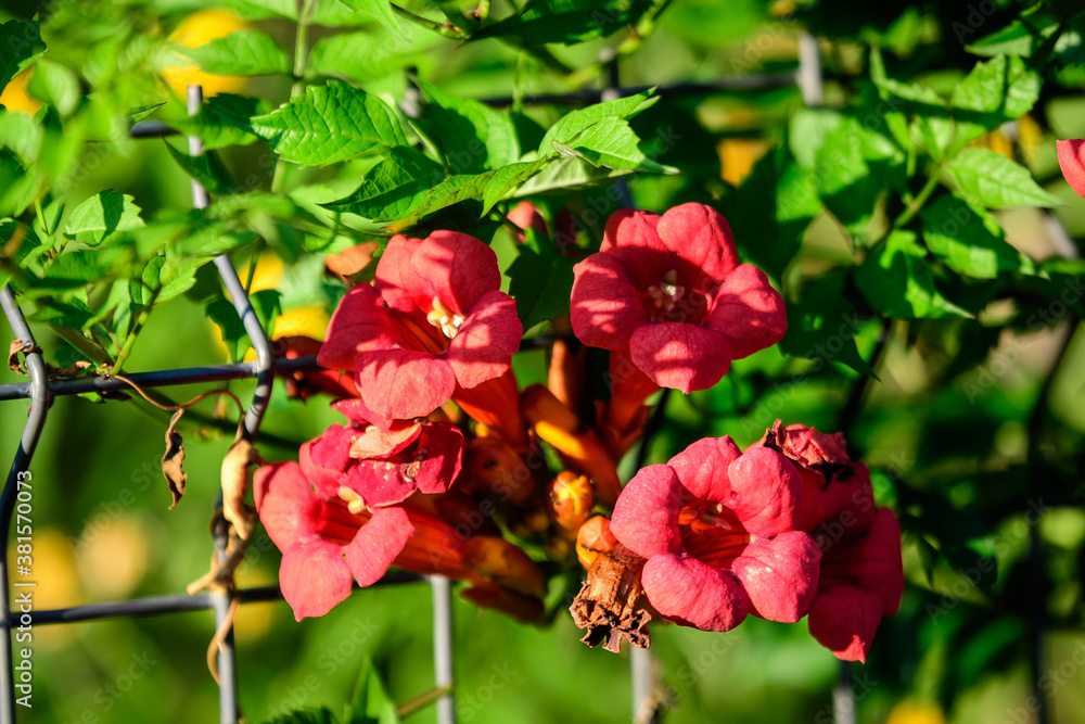 Many vivid orange red flowers and green leaves of Campsis radicans plant, commonly known as the trumpet vine or creeper, cow itch or hummingbird vine, in a garden in a sunny summer day. Many vivid orange red flowers and green leaves of Campsis radicans plant, commonly known as the trumpet vine or creeper, cow itch or hummingbird vine, in a garden in a sunny summer day.