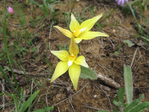 Cowslip Orchid  Caladenia flava 