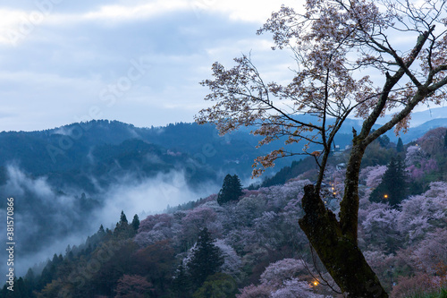 朝靄の発生した夜明けの山と桜