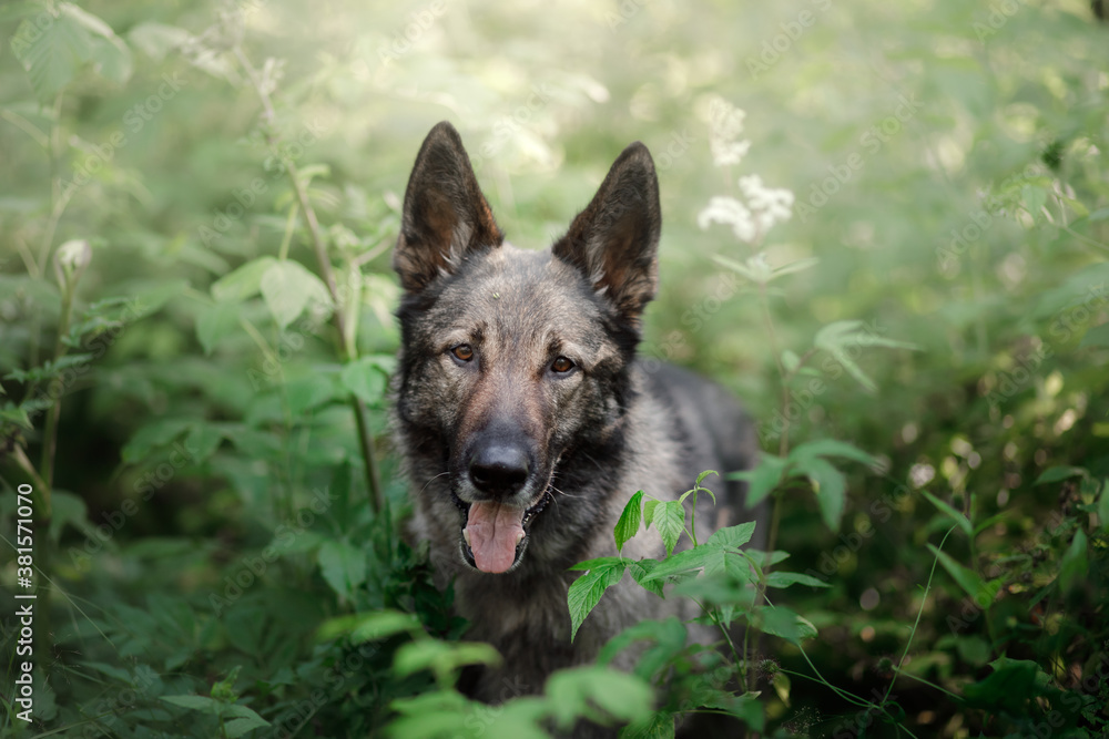 dog in nature. shepherd dog in a fir forest dog in nature. shepherd dog in a fir forest
