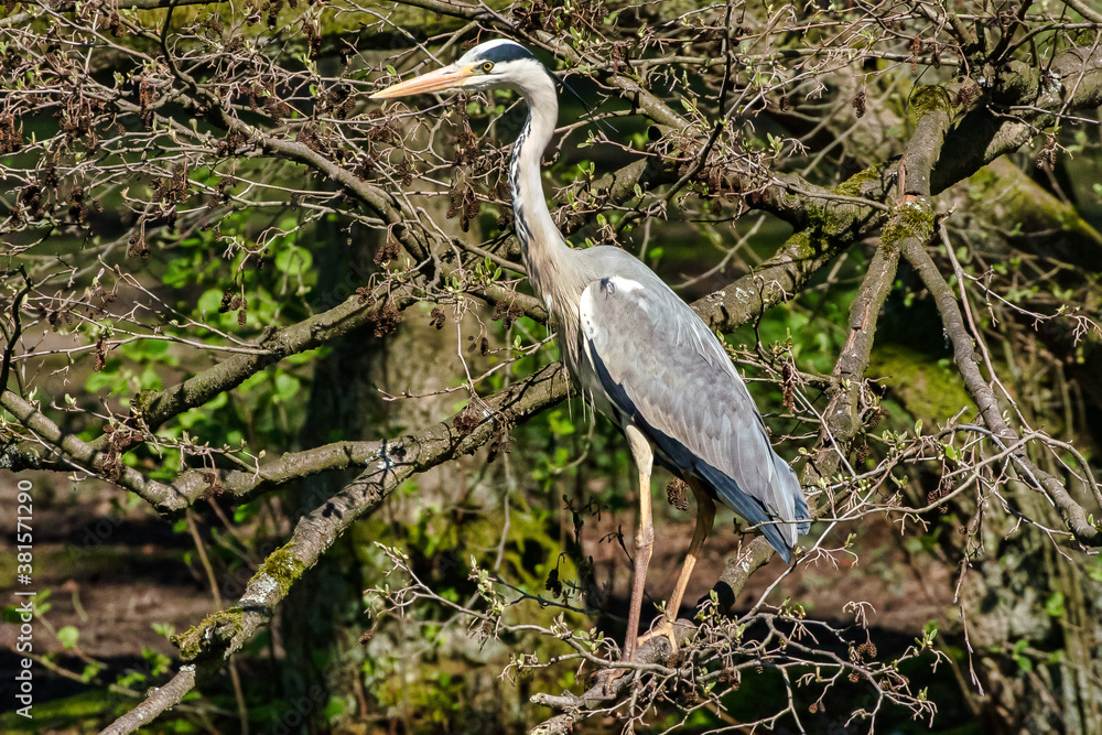 Fototapeta premium Crane on a tree over water in Germany