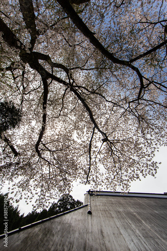 巨大な屋根を覆いつくすような桜の花