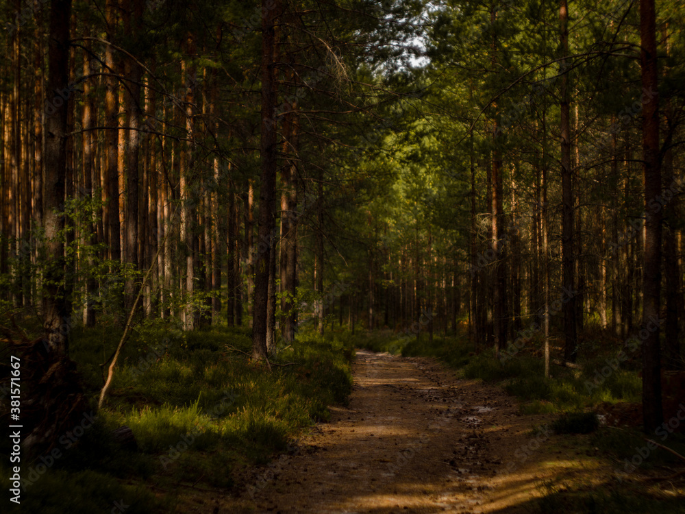 Fototapeta premium Mystic path to nature on the evening.