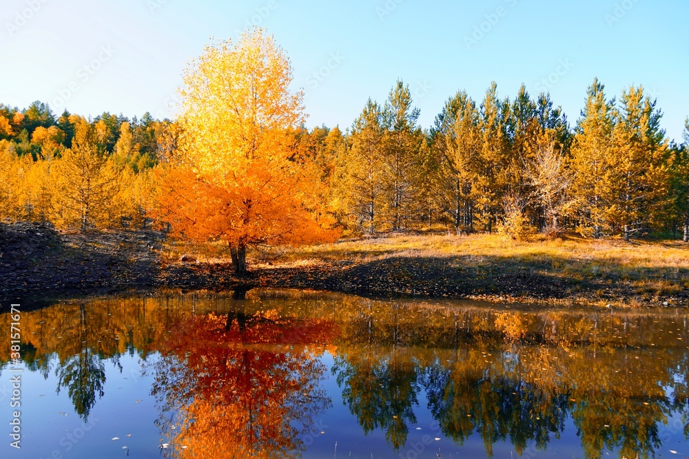 Autumnal Park. Autumn Trees and Leaves. Fall. Golden green orange leaves. Golden birch is reflected in the blue forest lake