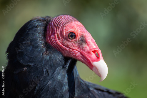 Фотография vulture turkey necrophorous bird south america