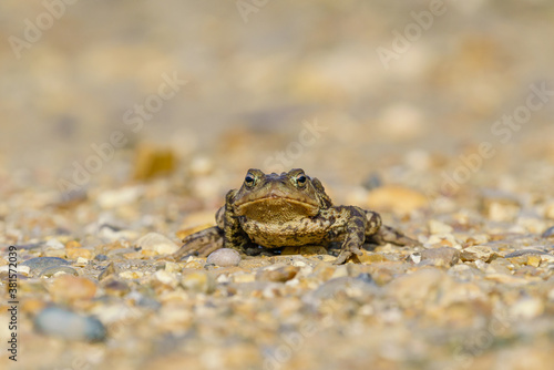 Common Toad (Bufo bufo) looking directly into camera, taken in London