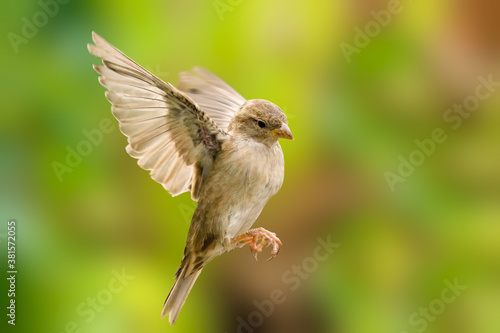 House sparrow (Passer domesticus) female in flight agaisnt a blurred colourful background, taken in summer in the UK
