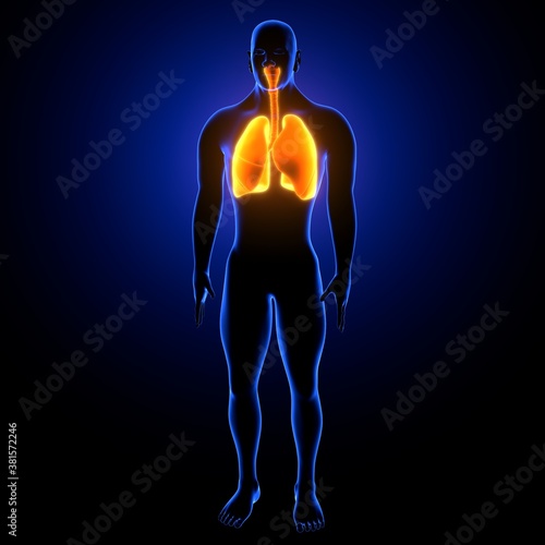 3d illustration of human respiratory system lungs anatomy