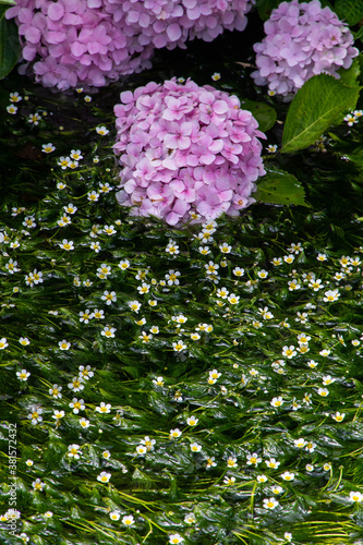大きな紫陽花の花と小さな水草の花