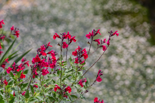 赤い小さな花とせせらぎで咲いている水草