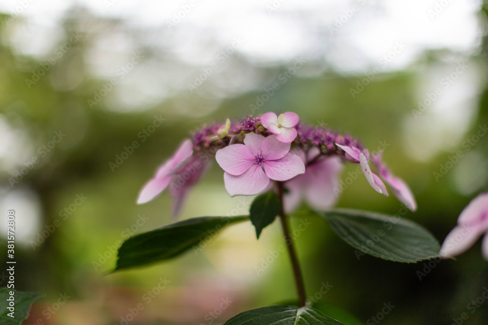 Obraz premium 紫陽花の花と背景の光の煌き