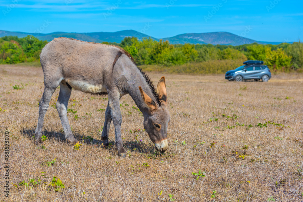 donkey grazes on a field in the  steppe