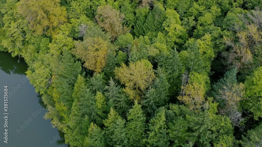 Top down view of the autumn forest with green and orange pine trees Top down view of the autumn forest with green and orange pine trees