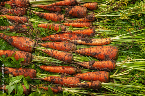 Carrot crop